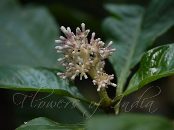 Curved Flower Snake Chassalia